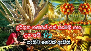 රන් තැඹිලි .දුර්ලභ ඝණයේ රන් තැඹිලි ගහ.අවුරුදු තුනයි  .තැඹිලි ගෙඩිත් ඇවිත්. උස අඩි එකහමාරයි.