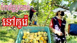 Orchards in Korea/ចំការផ្លែទ្រលាប់នៅប្រទេសកូរ៉េ#Ah Khuoch KH