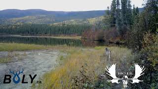 Beautiful Lynx on trail cam