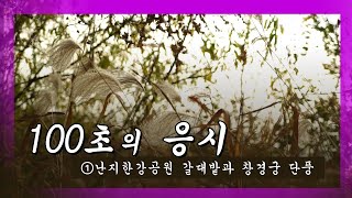 [눈TV]]100초 명상]① 난지 한강공원의 갈대밭과 창경궁의 단풍