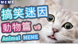 Crazy Animal Memes V9 | 搞笑動物迷因合輯   | 貓搞笑 | 狗搞笑 | 動物搞笑