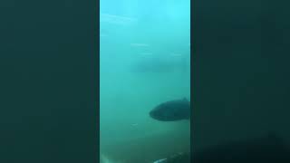Salmon fish count area Bonneville dam