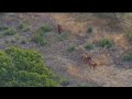 salt river horses - cactus fire - chopper