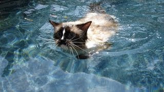 CAT swimming like a BOSS - Ragdoll Cat Swimming in Pool