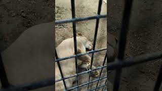 間雨★⑯ホワイトライオン・白獅子・リズムちゃん★White_Lion・・・沖縄こどもの国・Okinawa Zoo \u0026 Museum(20220530)