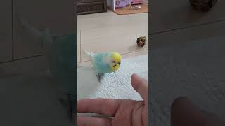 ボールを守るために噛むインコ🐥関西弁のくーちゃん🐥