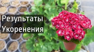 ТЮЛЬПАНОВИДНАЯ ПЕЛАРГОНИЯ | РЕЗУЛЬТАТ ЧЕРЕНКОВАНИЯ