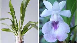 蜗花兰 Cochleanthes (amazonica x lobata)