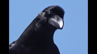 首を傾ける表情が可愛いカラス、 Crow