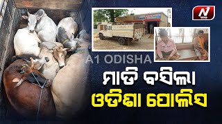 ଦୁଇଦିନ ବ୍ୟବଧାନରେ ପୁଣି ପଶ୍ଚିମବଙ୍ଗ ଚାଲାଣ ବେଳେ ଗୋବୋଝେଇ ପିକଅପ ଜବତ | A1 ODISHA