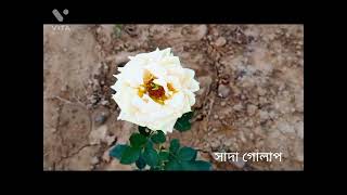 Holiday Relaxing Music। Happy holiday। কুয়াশাচ্ছন্ন ভোর। ছুটির দিন