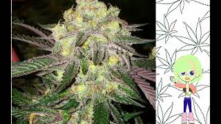 Candy Store Ethos Genetics
