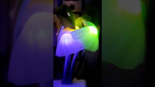 Unique night Lamp😍|Meesho Finds|Mushroom 🍄Night Bulb| #shorts #viral #lamp