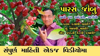 Harwest Water Apple India Gujarat | Water Apple Plant Nrsery  | પારસ જાંબુ ની કલમ | Rose Apple Plant