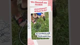 We Found An Alien
