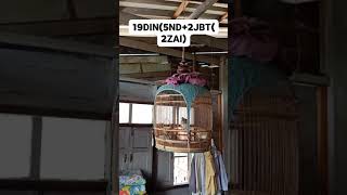 ลูกนกเขาชวาเสียงสากล อายุ2เดือนครึ่งDIN farm Zebra Dove  (perkutut , Ketitir ) 099-3276398  | EP.150