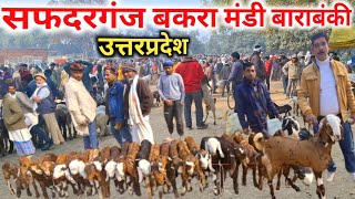 Safdarganj Bakra mandi Barabanki UP |Bakra Mandi 2025 |सफदरगंज बकरा मंडी 2025