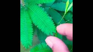 Touch Me Not | Mimosa pudica | Shame Plant