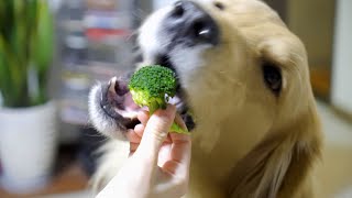 ブロッコリー大好き犬がこちら