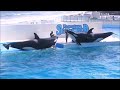 鴨シーのシャチ「ララ」の連続パフォーマンスが凄すぎる 鴨川シーワールド シャチショー kamogawaseaworld orca killerwhale