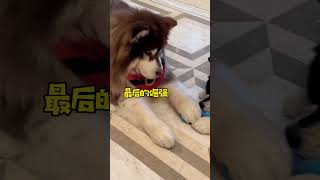 【凯文呐】耙耳朵耙到让人心疼！#阿拉斯加犬 #萌宠 #生活