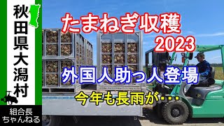 【たまねぎ収穫　2023】収穫始まりました　今年の天気も不安定