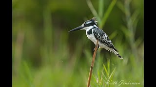 Pied Kingfisher: The Master of Hovering!