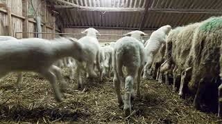 Dartelende lammetjes in de stal van Grebbeveld Schapen \u0026zo