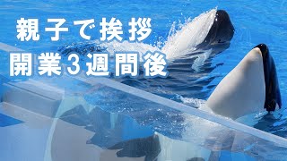 親子揃って挨拶もするよ♪神戸須磨シーワールドのシャチショー