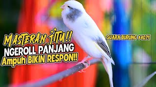 SUARA BURUNG |407| Kenari GACOR PANJANG INI Cocok untuk Masteran KENARI PAUD dan Kenari Macet BUNYI