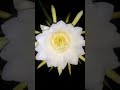 dragon fruit flower blooming at night🌼