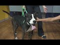 Adopt Ace the dog