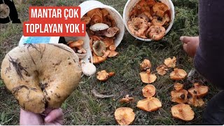 KANLICA ÇOK TOPLAYAN YOK ! ( Yarım Saatte Kilolarca Kanlıca Mantarı Topladık )