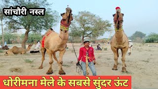 सबसे सुंदर ऊंट सांचौरी नस्ल के धोरीमना पशु मेले में दिखे // Dhorimna aalam pashu mela 2025