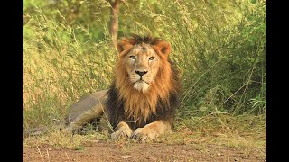 Lion Forest - Asiatic Lion full documentary - 90's Discovery Channel VHS rip