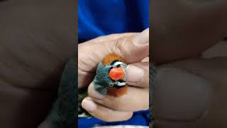 なでられキンカ わらびVer. 【ジャンボキンカ キンカチョウ 錦華鳥 錦花鳥  Zebrafinch 小鳥】