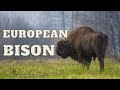 || European Bison || European Bison Facts || Types of Bison ||