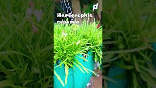 What is the use of Hemigraphis Repanda || Dragon's Tongue (Hemigraphis repanda) || #shorts  #bonsai