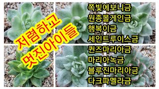 12월 16일 쪽빛에보니금 행복이금 원종몰게인금 세인트루이스금 퀸즈마리아금 마리아녹금 블루진마리아금 다크파멜라금 저렴하고 멋진아이 구경해보세요