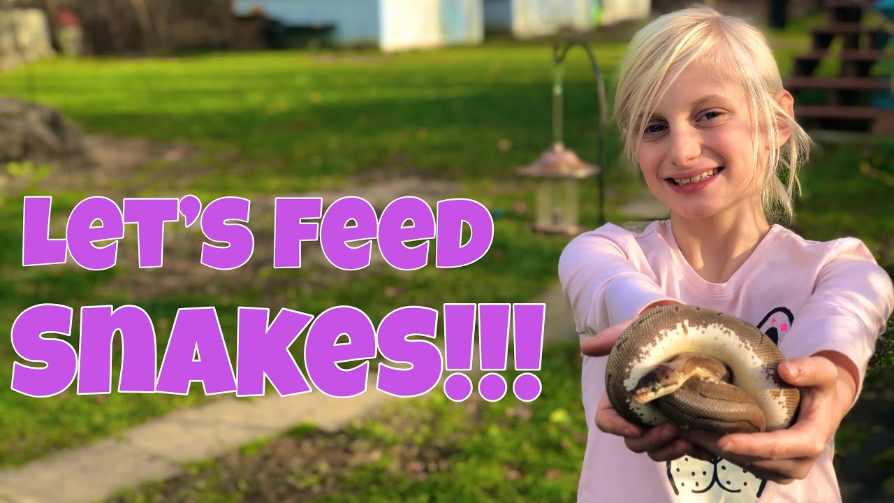 Snake Feeding Youtube