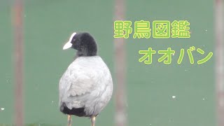 うごく野鳥図鑑　オオバン　Coot