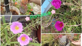 Organic Terrace Garden/🌸Portulace/Moss Rose/9 o' clock in waste Tin \u0026 Bottle