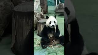 圓寶 大家都愛妳 無畏人海的擁擠（北動人超多！ #可愛 #panda #勇氣 #圓寶