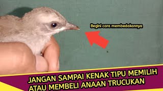 Jangan Sampai Kenak Tipu Memilih Atau Membeli Anakan Trucukan Jantan dan Betina