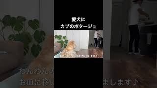 愛犬にカブのポタージュを作った！