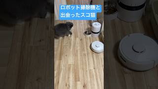 はじめてロボット掃除機に出会ったスコ猫