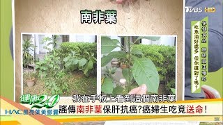 謠傳南非葉保肝抗癌？癌婦生吃竟送命！健康2.0