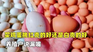 买鸡蛋挑红壳的好还是白壳的好？养殖户说漏嘴，以后别瞎买了