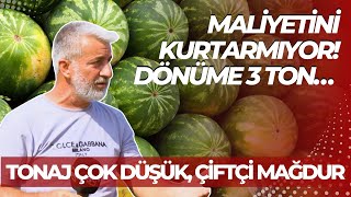 Tonaj Çok Düşük, Çiftçi Mağdur: Maliyetini Kurtarmıyor! Dönüme 3 Ton…