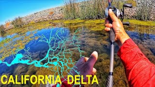 FROGS ONLY (CA Bass Nation 2nd annual event)